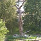 Lönnrot pine